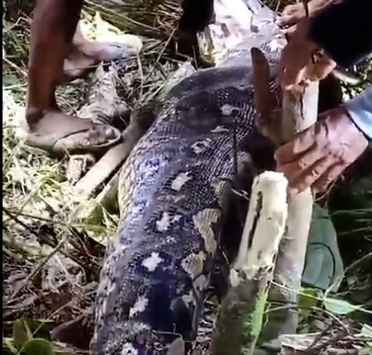 인도네시아에서 비단뱀이 사람을 삼키는 사고가 발생했다.<데일리메일 보도 캡처>